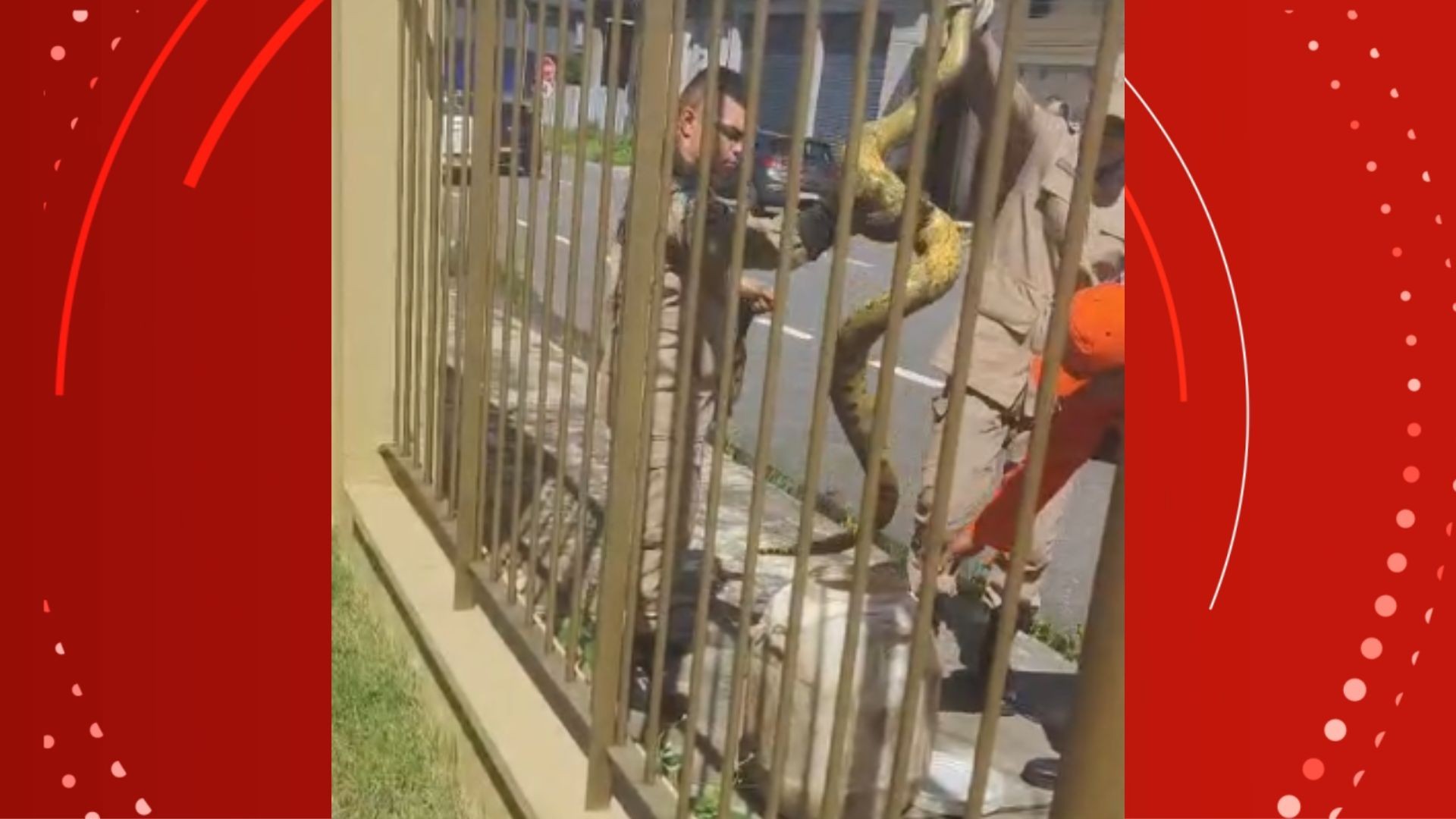 VÍDEO: sucuri é capturada por bombeiros em rua de Macapá; animal foi retirado sem ferimentos