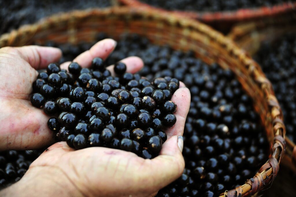Produção de 30 mil toneladas de açaí gera um terço do valor agrícola do Amapá, diz IBGE