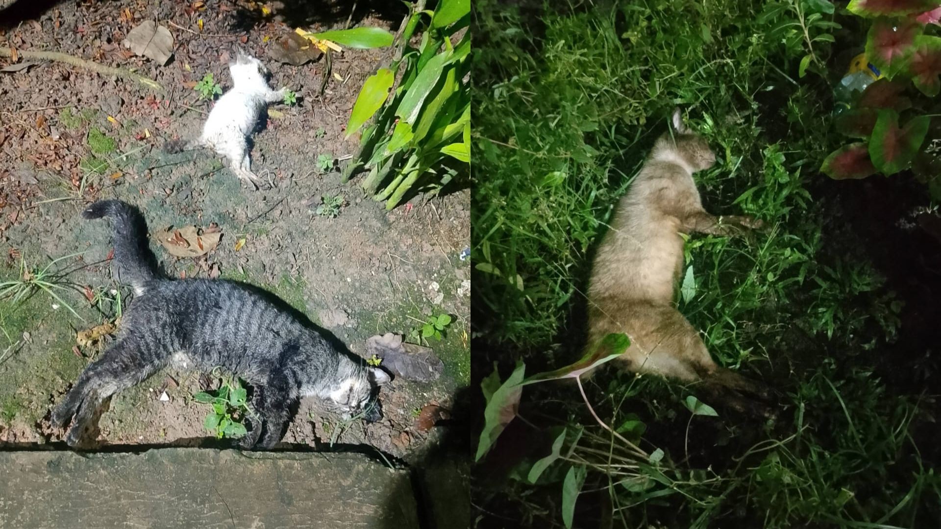 Filhotes mamam em gata morta com sinais de envenenamento em habitacional de Macapá; VÍDEO
