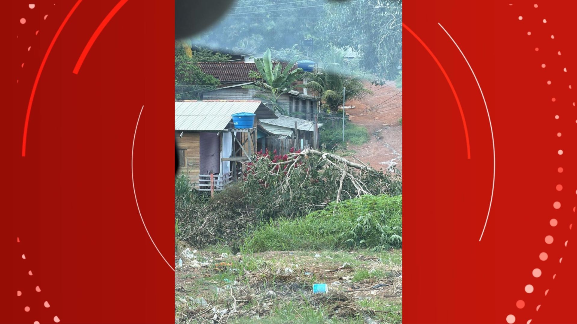 Árvore em meio à fiação elétrica preocupa moradores em Macapá; VÍDEO