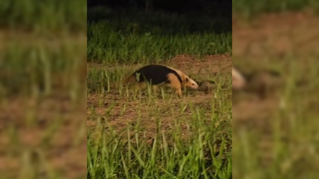 Tamanduá-mirim em Bauru: animal ‘bate à porta’ de lavanderia